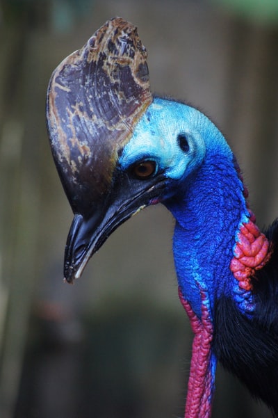 Blue bird close-up
